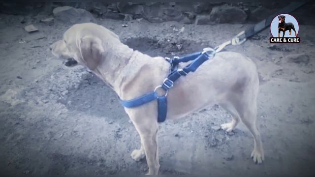 best time to mate dogs in heat / female dog meeting with male dog cross time смотреть онлайн