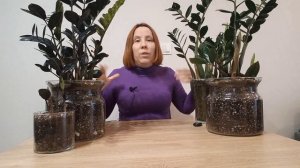 Почему ТОНКИЙ лист у замиокулькаса, НЕ ТОЛСТЫЙ. Причины.