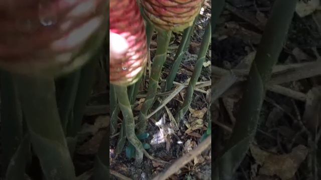 Shampoo Ginger, Growing Wild
