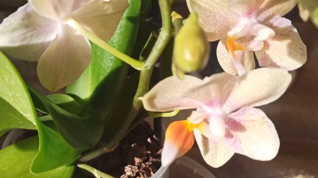 Полёт нормальный малышки дома.Орхидея Phalaenopsis Tiny Melissa, Dasty Belle бабочка , Bronze Maide смотреть онлайн