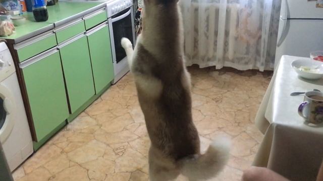 Рейна встает на задние лапы смотреть онлайн