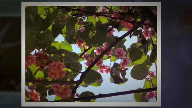 Актинидия коломикта (Actinidia kolomikta) смотреть онлайн