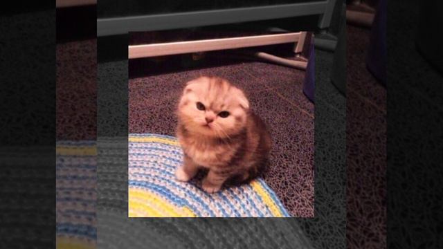 Секрет - моя любовь на пятом этаже (speed songs) смотреть онлайн