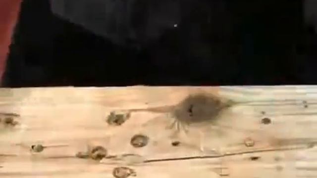 STILETTO демонстрация молотка и гвоздодера смотреть онлайн