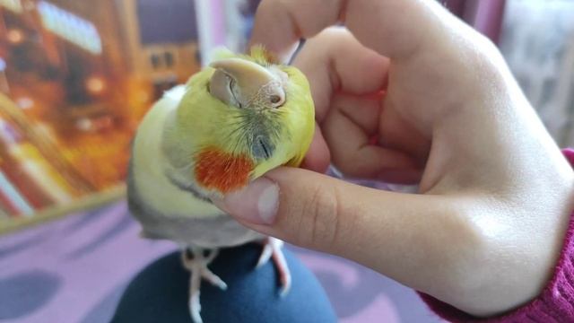 как приручить попугая Кореллу?Как приручить попугая?Все про попугая Корелла