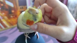 как приручить попугая Кореллу?Как приручить попугая?Все про попугая Корелла