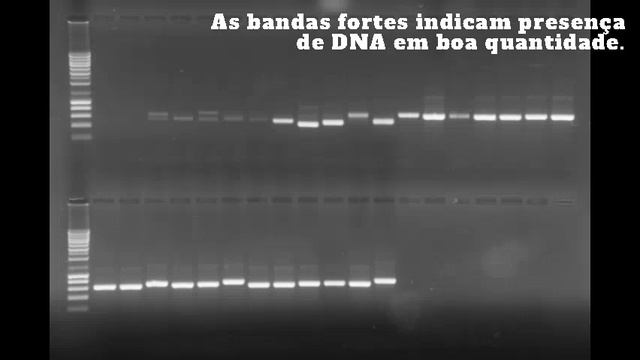 Batista Foray 3 ‐ Basidiomycota Macroscópico 3 смотреть онлайн