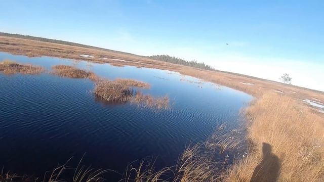 ОХОТА НА ГУСЕЙ ОСЕНЬ 2021/ПАТРОНЫ ЗАКАНЧИВАЮТСЯ/ПОЙМАЛ ЩУКУ В БОЛОТЕ/ГОТОВИМ ГУСЯ В КАЗАНЕ (часть 2 смотреть онлайн