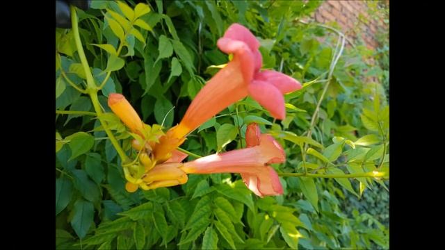 milin amerykański Ursynów- Campsis radicans Ursynów- szybko rosnące pnącze, roślina osłonowa смотреть онлайн