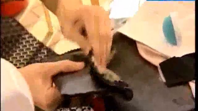 "Доброго ранку, Україно!" сюжет «Нове життя речей» смотреть онлайн