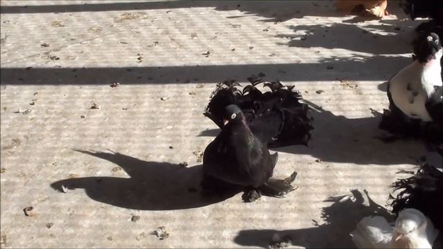 Статные голуби у Александра. тел. 89281083884. смотреть онлайн