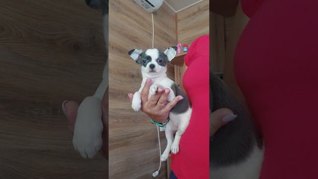 Розария Купидонона ПРОДАЖА чихуахуа питомник Кастропуло Крым ☺️ +79787458062 viber WhatsApp смотреть онлайн