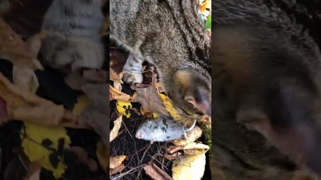 ДИКИЙ кот поймал мышь в лесу смотреть онлайн