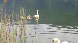 Лебеди вернулись с птенцами. Семь лебедят!