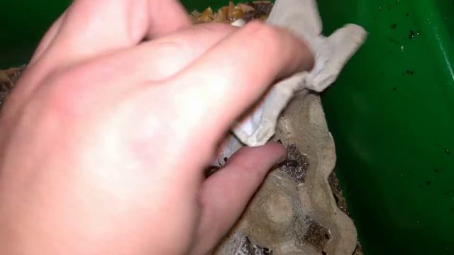 Мраморный таракан - Nauphoeta Cinerea