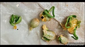 Размножение Каламондина./Косточки проросли внутри плода!!)/ Мой эксперимент!