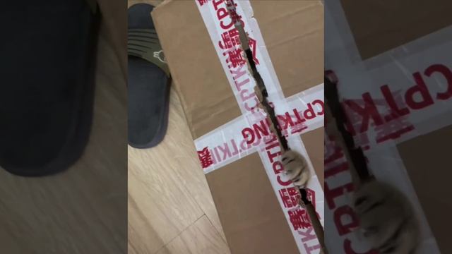 Когда пытаешься вытащить интроверта погулять смотреть онлайн