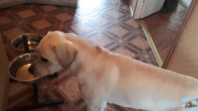 #лабрадор_лекс#собака#лабрадор_ретривер# Прогулка и не только.