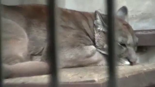 Beijing Zoo (1) смотреть онлайн