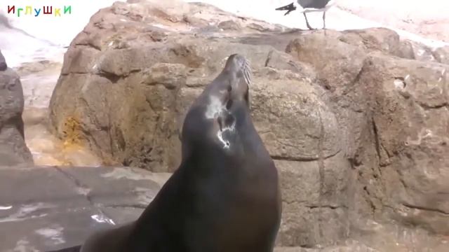 Водоплавающие ЖИВОТНЫЕ (карточки) смотреть онлайн