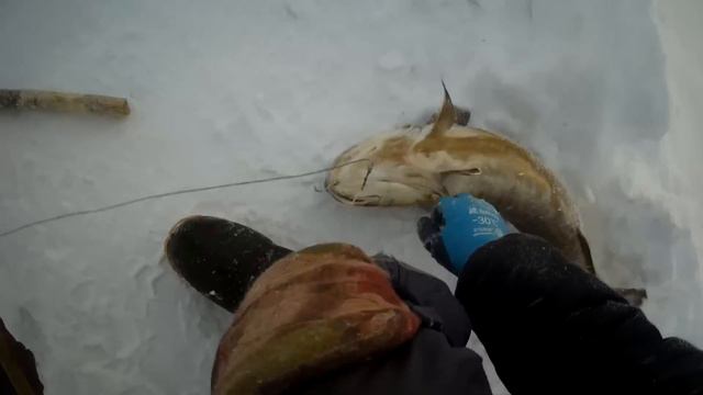 Проверка крючков на налима 04 12 2023 смотреть онлайн