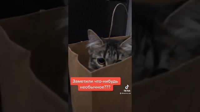Красавица Кошка смотреть онлайн