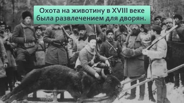 Зубр Судьба более трагичная, чем у американских родственников Чем отличается бизон от зубра смотреть онлайн