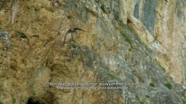 Видеогид - Saxdaq (Царь гора). 2018..mp4 смотреть онлайн