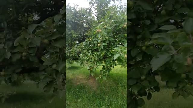 «вишня» тёмно-красные плоды-костянки смотреть онлайн