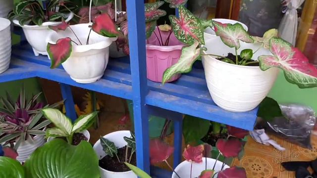 Koleksi Alocasia Regina Alocasia Olani Watsoniana