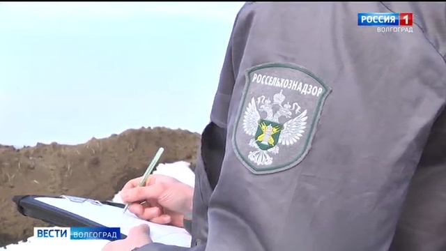 Россельхознадзор контролирует ввоз семян в Волгоградской области смотреть онлайн