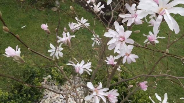 Magnolia Stellata Rosia смотреть онлайн