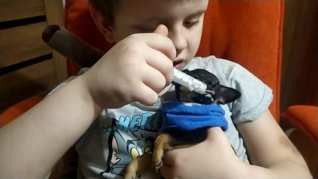 Неприятный разговор по телефону. Прикорм тойчиков. смотреть онлайн