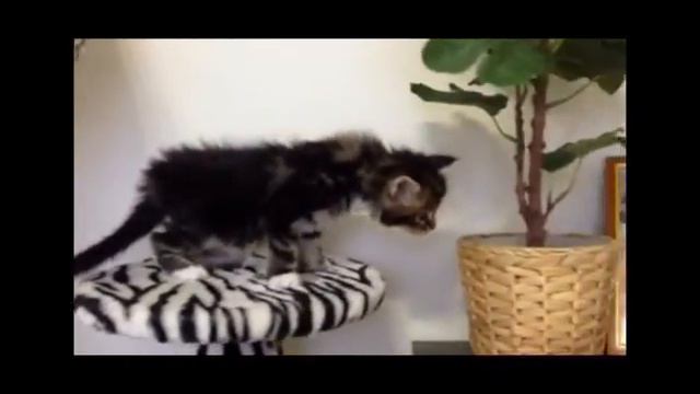 Питомник кошек мейн кун_MisterCoon смотреть онлайн