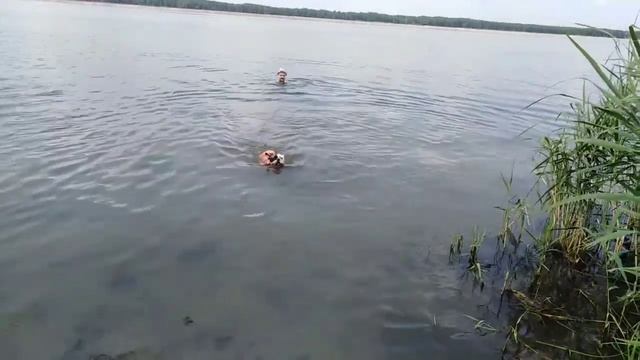 Французский бульдог плавает в воде. Тэя любитель воды. Собачки на природе. Игры с бульдожкой. смотреть онлайн