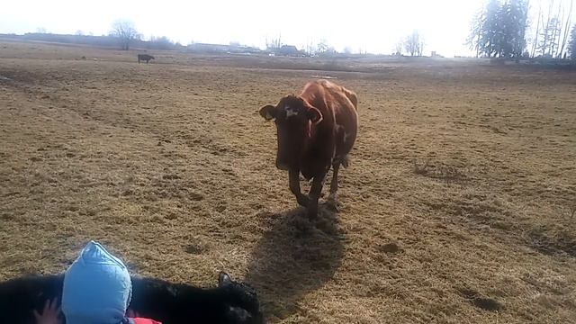 Равнодушная корова. )))))))))))))))) Отелилась и ушла. смотреть онлайн
