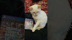 КОГДА КОТ НЕ ДАЕТ ПОИГРАТЬ В GTA 5 ONLINE #shorts #dmione #gta #gta5 #gtaonline