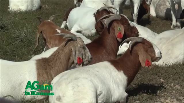 Farm Factor - Sept. 29, 2015 - Goat judging at the Kansas State Fair смотреть онлайн