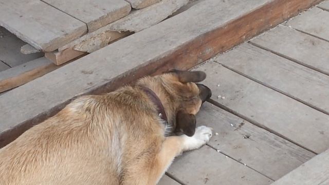 Сладкая косточка. Как собака любит кости. смотреть онлайн