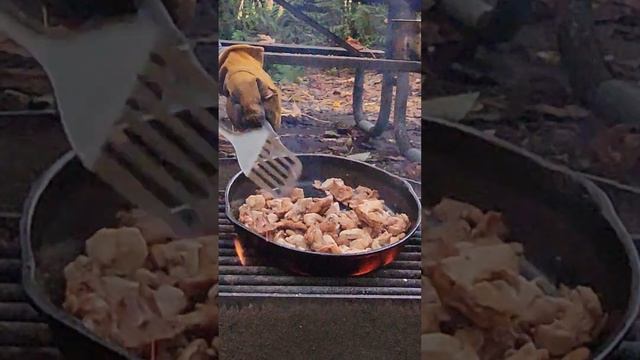 Campfire Cooking Wild Game! #campfirecooking смотреть онлайн