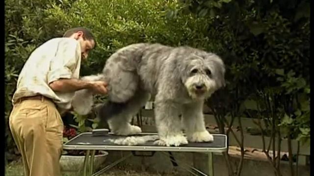 Chow Chow смотреть онлайн