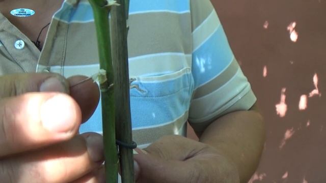 ОРХИДЕИ-СУПЕР ПРОСТОЙ СПОСОБ РАЗМНОЖЕНИЯ!!!!! смотреть онлайн