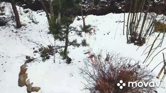 ?ЁЛОЧКИ-ИГОЛОЧКИ или какие СОСНЫ И ЁЛКИ растут в нашем саду? смотреть онлайн