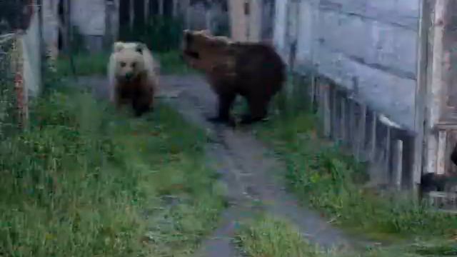 Медведи ходят по поселку. Камчатка.3 смотреть онлайн