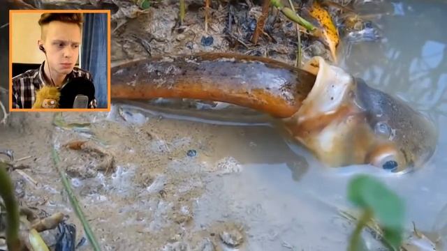 ОГРОМНАЯ РЫБКА Съела ОГРОМНОГО РЕЧНОГО УГРЯ!.mp4 смотреть онлайн