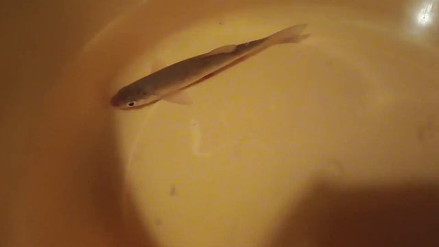 сегодня удачная рыбалка #рыба #рыбалка #улов смотреть онлайн