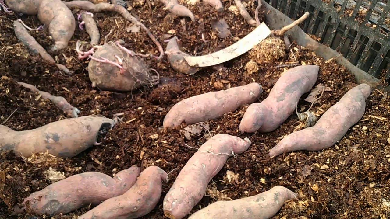 Батат - фильм второй. Посадка на рассаду. смотреть онлайн