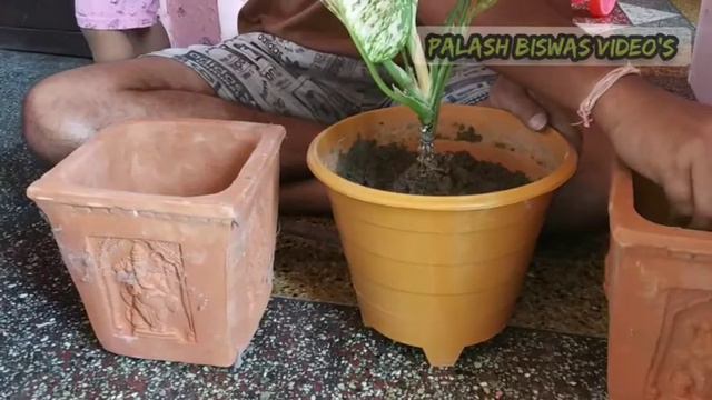 aglaonema care & repotting смотреть онлайн