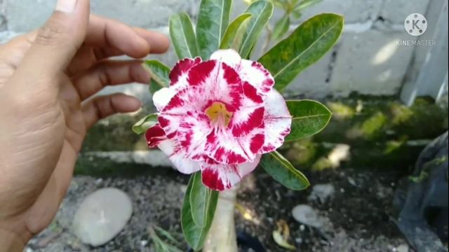 Adenium Bunga Tumpuk Id Moulin Rouge