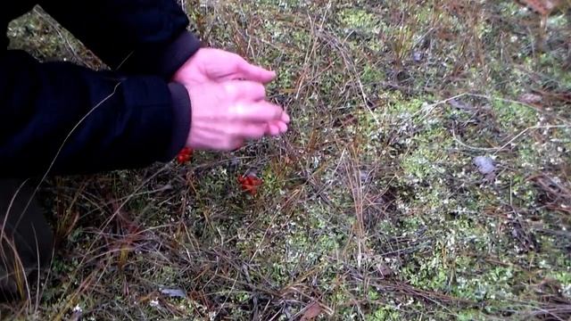 Ночевка в лесу не по бушкрафтовски День, ночь смотреть онлайн